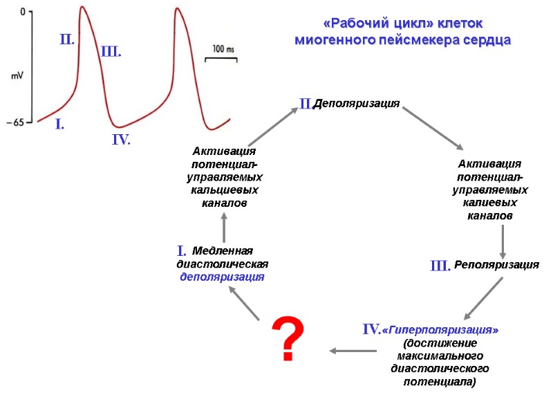 «Рабочий цикл» клеток миогенного пейсмекера сердца Активация потенциал-управляемых кальциевых каналов Активация потенциал-управляемых «Рабочий цикл» клеток миогенного пейсмекера сердца Активация потенциал-управляемых кальциевых каналов Активация потенциал-управляемых